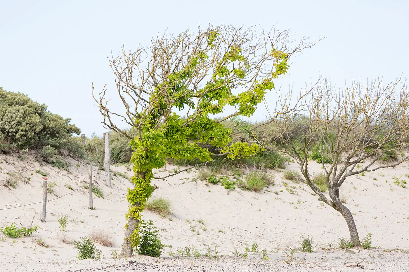 nature photography for the project