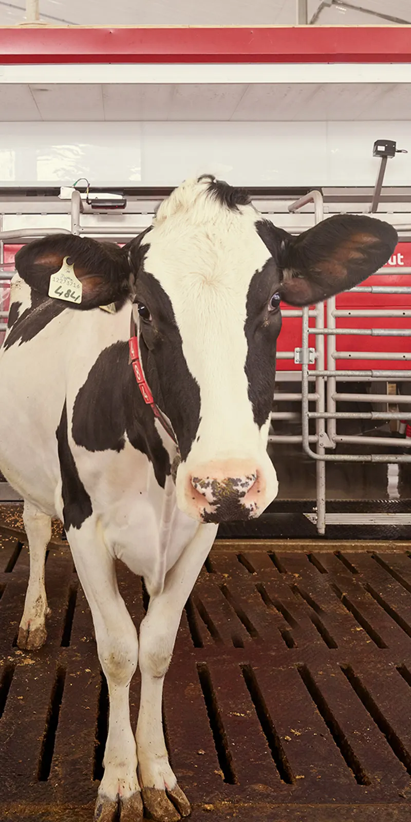 case study of lely. photograph of a cow in a stable with a lely astronaut in the background